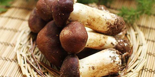 一字之差,姬松茸竟然和松茸的区别这么大,千万别买混了