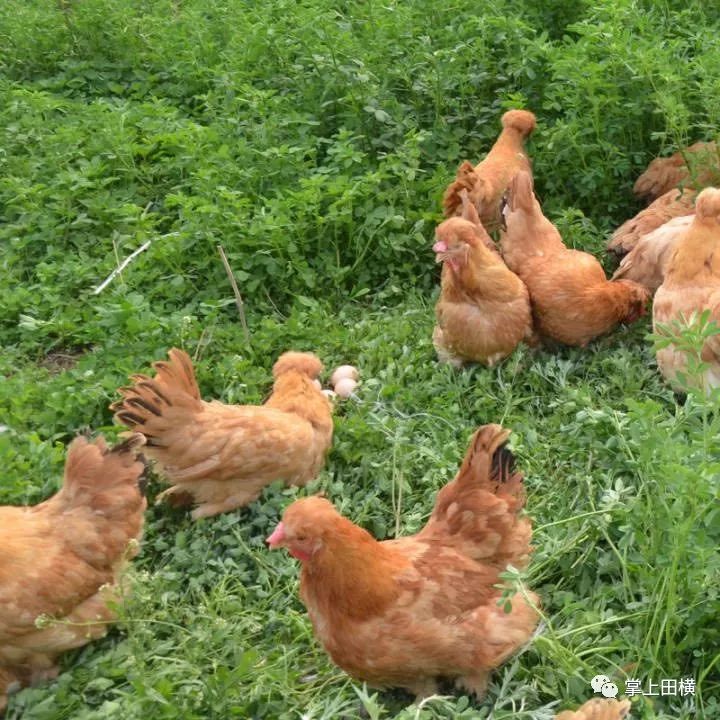 中華宮廷黃雞的特點:食性雜,勿需精料,對粗纖維消化能力特別強;抗寒