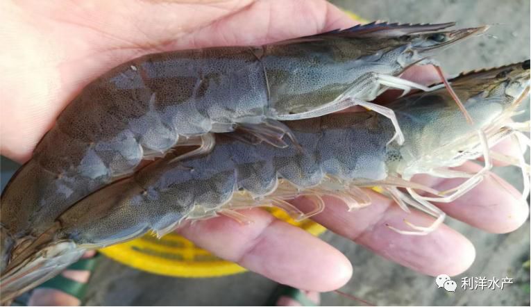 对虾专题赣榆地区南美白对虾土池养殖成功案例分享