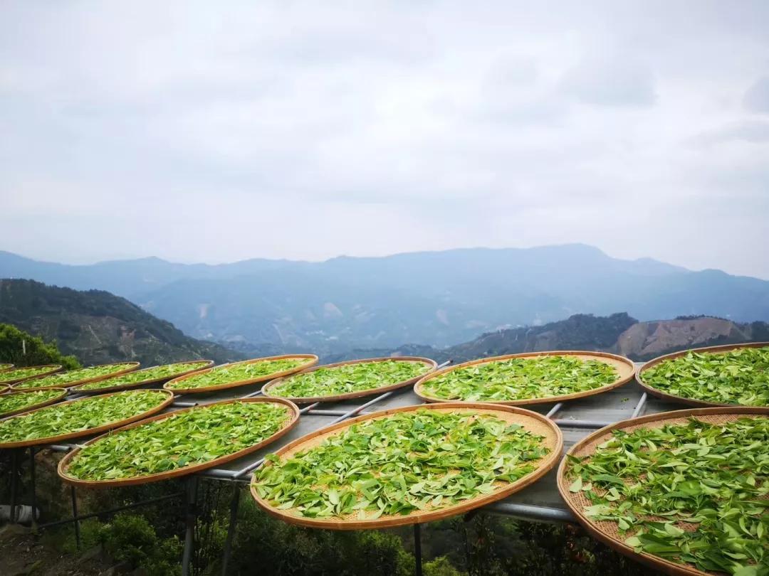 茶叶香气的秘密,藏在乌龙茶制作的独特技艺里.