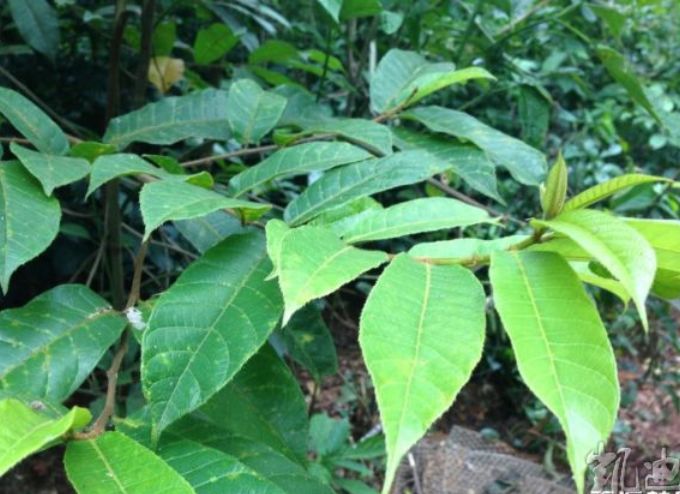 植物之家】见血封喉