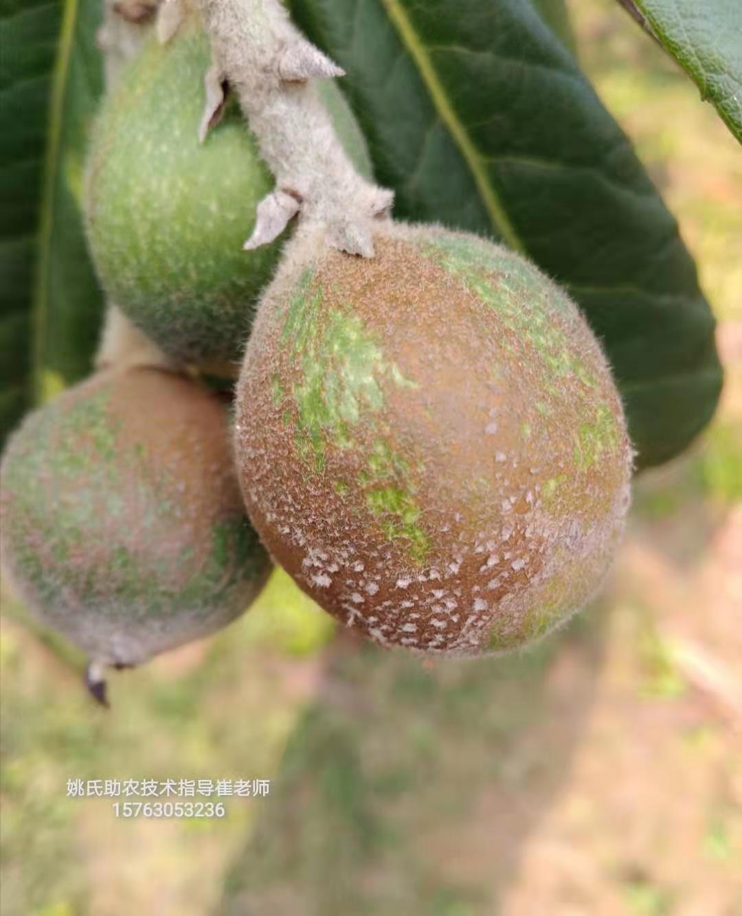 枇杷遭受霜雪冻害出现栓皮果怎么办