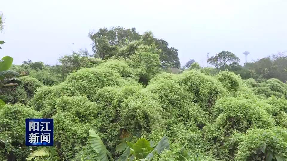 阳江农业部门清除植物杀手薇甘菊