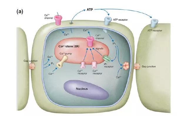 表皮钙离子对皮肤屏障修复的作用_浓度