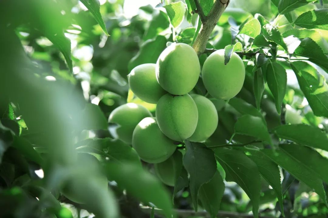 出口日本20多年这个青梅大王做的梅子就是好吃