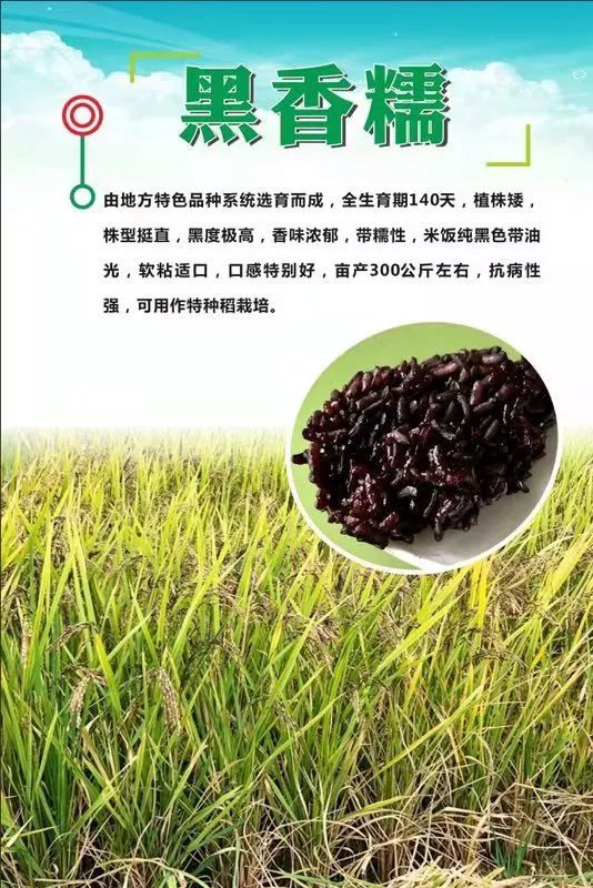 南昌市农科院新优水稻推介及稻米品鉴会今日飘香举行_品种