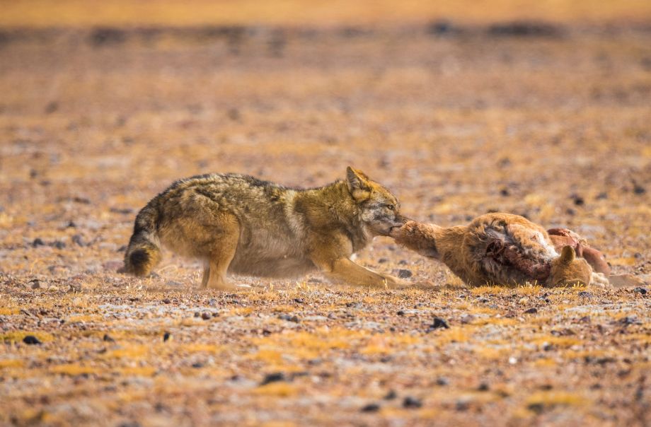 生活穿越藏北生命禁区你能看见什么样的生命