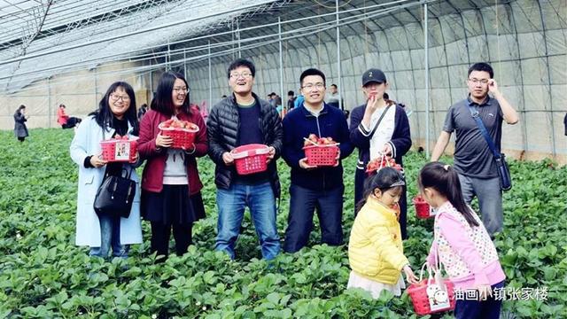 张家楼草莓采摘季即将来临冬日里的一场草莓盛宴不容错过