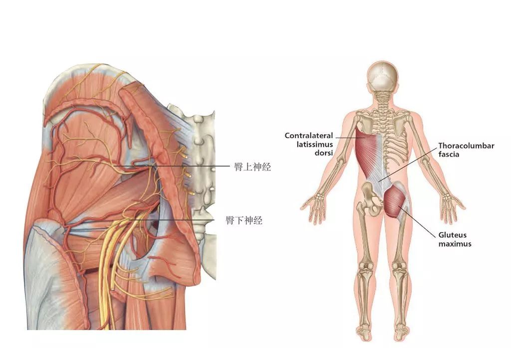 筋膜鏈(1)臀大肌-胸腰筋膜-對側的臀大肌(2)此筋膜鏈上任何部位損傷