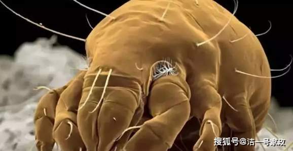 洁一号家政:家庭的污渍细菌螨虫怎么去除?