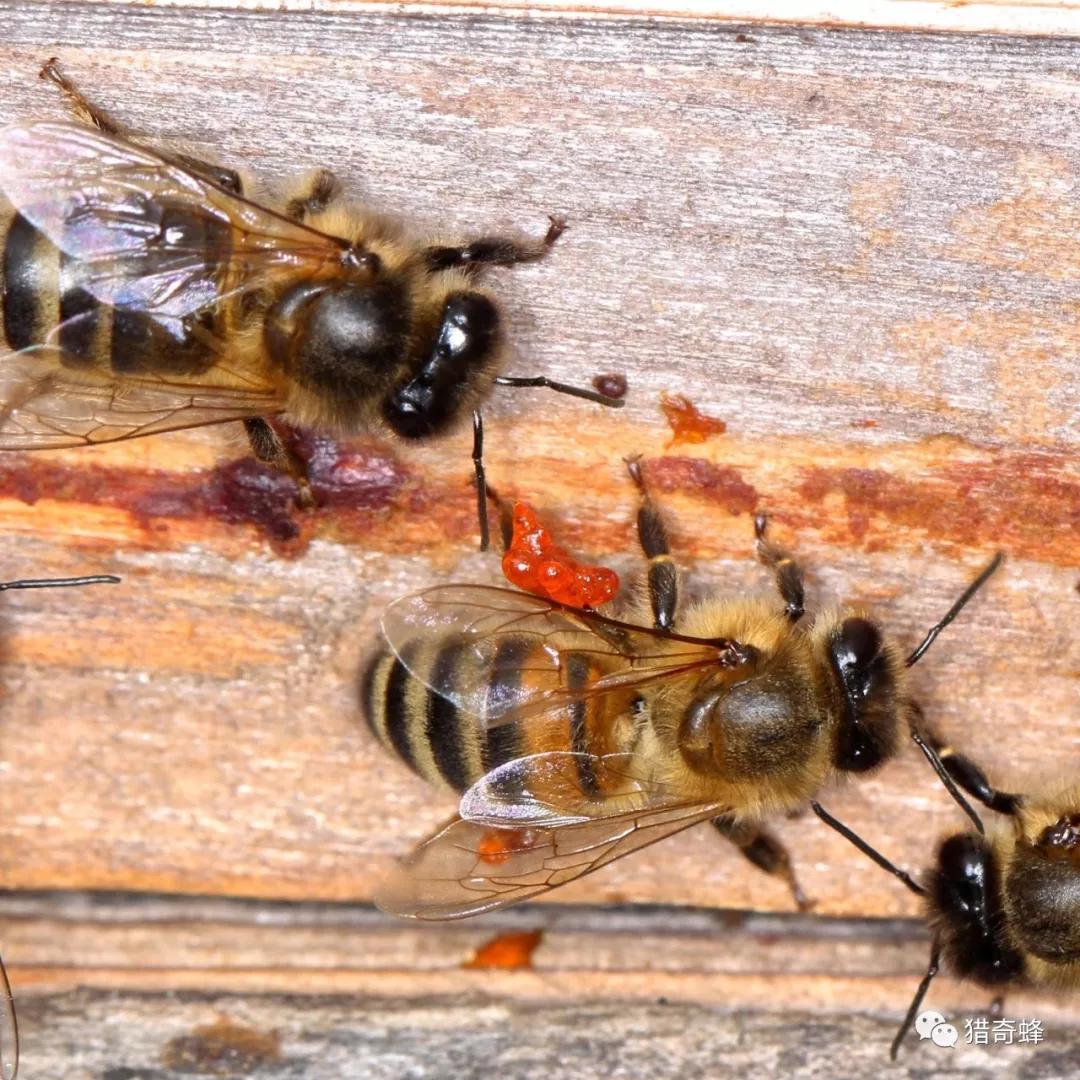 蜜蜂采集蜂胶的过程_树脂