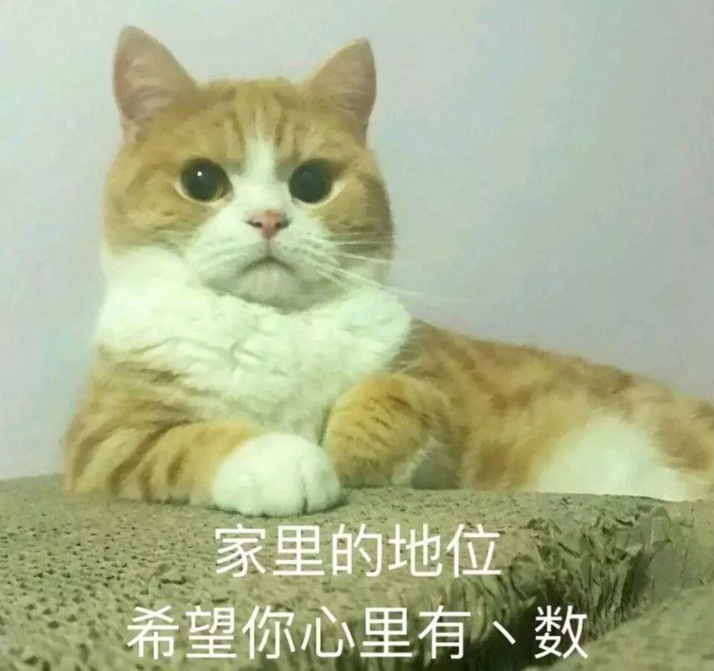 小野猫表情包图片