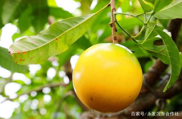 黄晶果种几年能结果