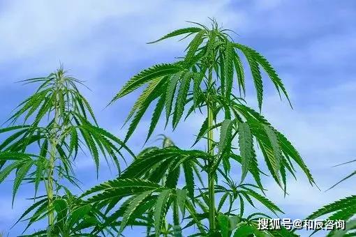 产业大脑中国工业大麻产业谁主沉浮