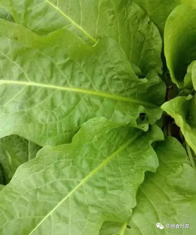 食叶草(蛋白草)"吸碳制氧"对净化空气的作用