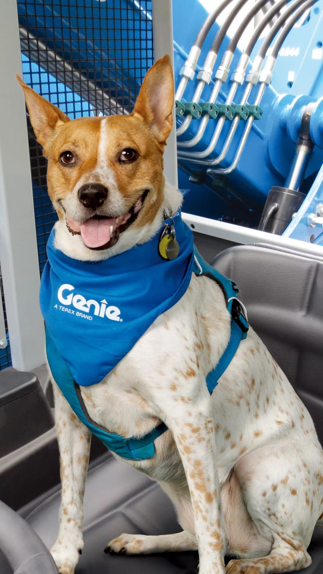 高清美图 | 2020十二星座专属蓝精灵宠物狗