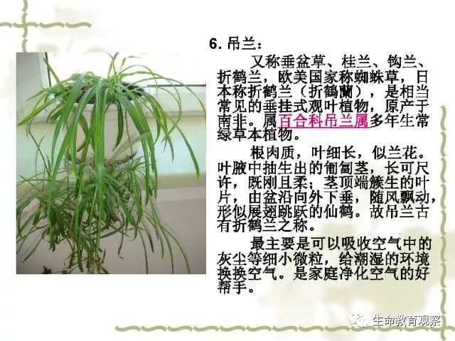 100种室内常见观赏花卉植物再也不会叫不出家里的绿植名字了