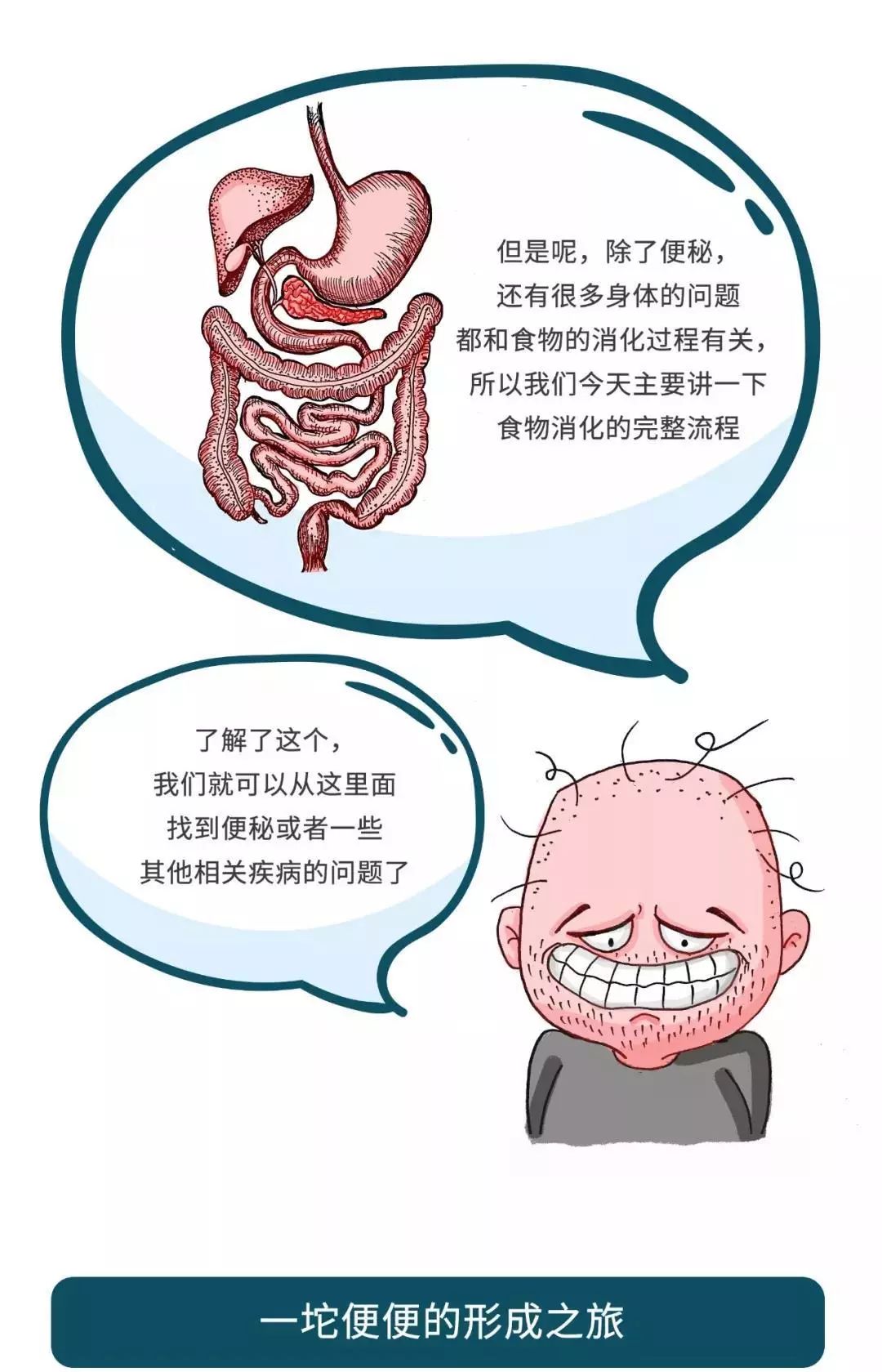 人进食到排便过程图图片