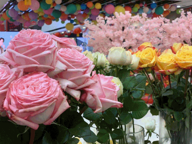 花"点时间十余种鲜花,像买菜一样买鲜花向日葵,桔梗……玫瑰花,康乃馨