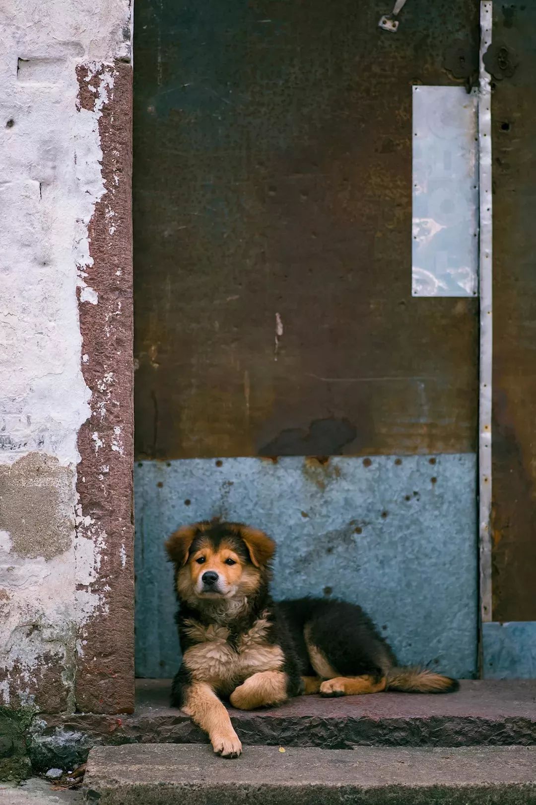 中华田园犬,你终于有姓名了!