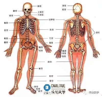 人體骨骼結構圖譜帶解析