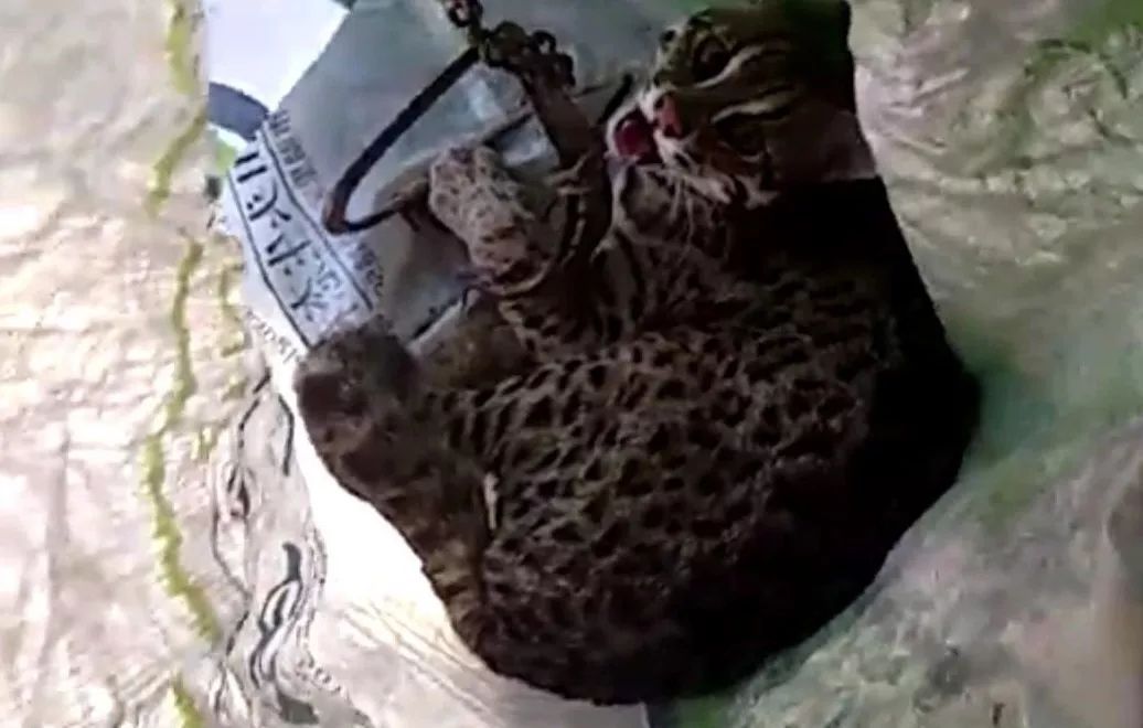 潮汕村民设陷阱捕捉野猫!结果捉到一只._豹猫
