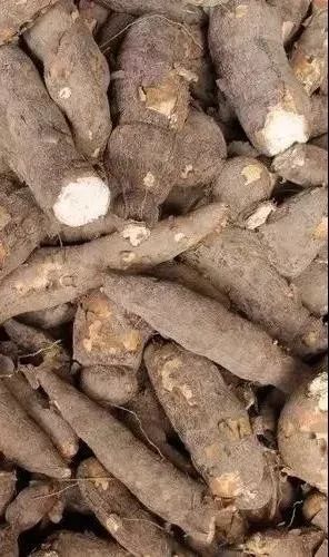 一家3口吃木薯中毒其中1人不幸身亡海南人食用木薯一定要注意