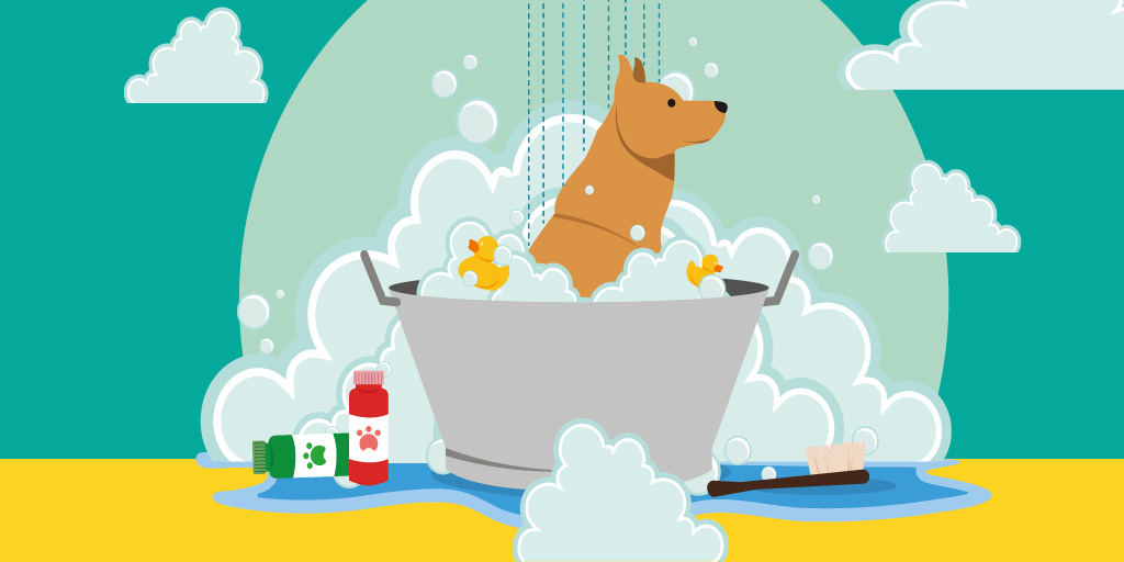 原创宠物美容师的门槛高不高?