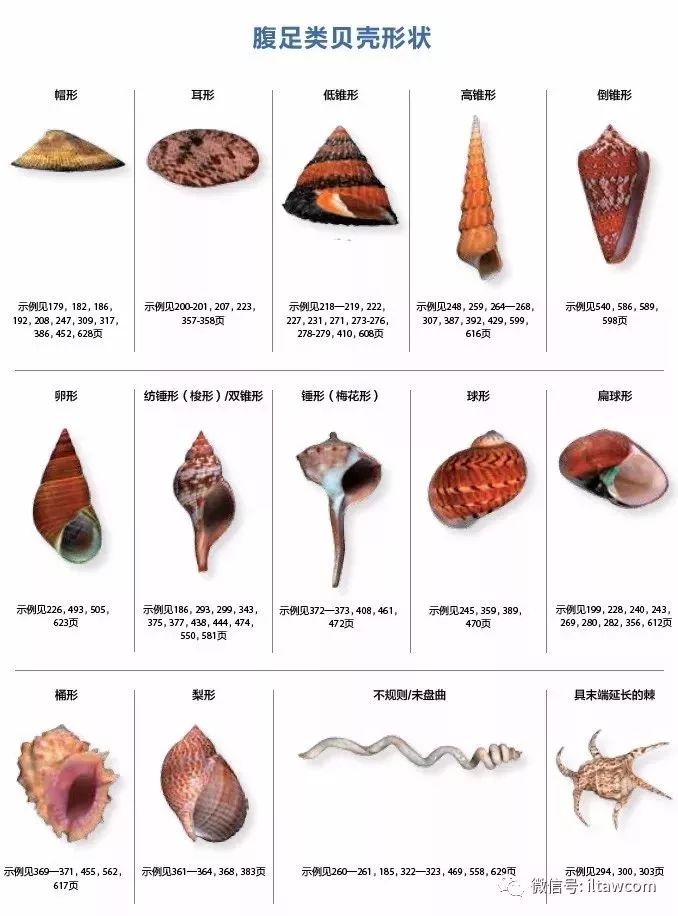 贝壳品种名字大全图片图片