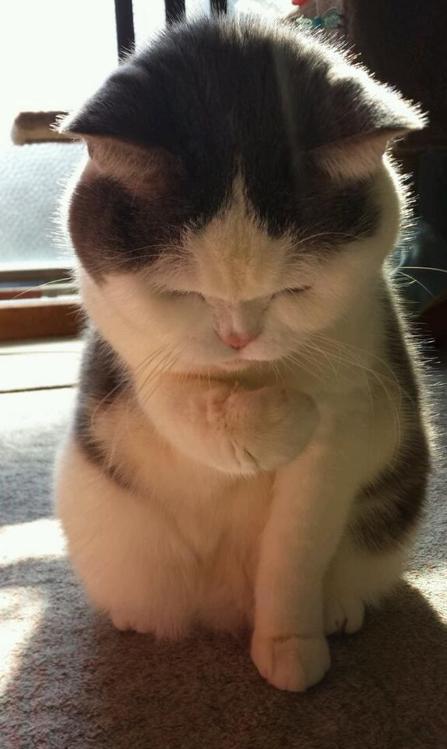 一旦有动静惊动狗狗,那么一般很难让它停止,相比较狗叫而言,猫叫简