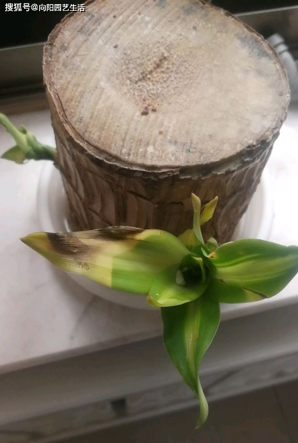 巴西木小木桩的底部出现腐烂,长出来的嫩芽也会变黄,死亡也就不远了