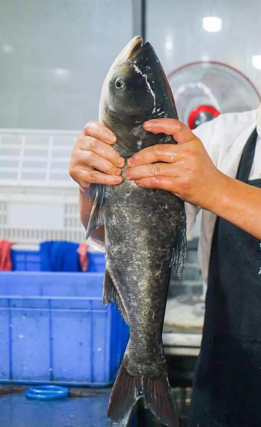 升钟湖有机生态鱼,无激素无抗生素,自然生长,不喂养饲料!