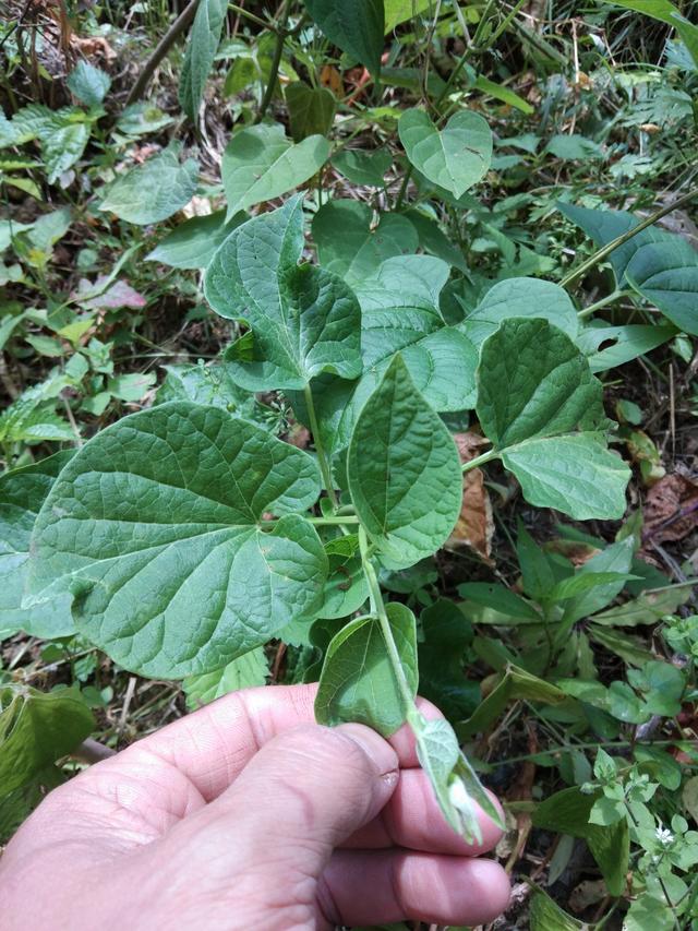 總結白首烏油菜的套種栽培技術