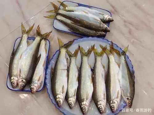 黄尾鲴鱼饵料的选择以及配比,在饵料方面,其实并没有太多的讲究,在