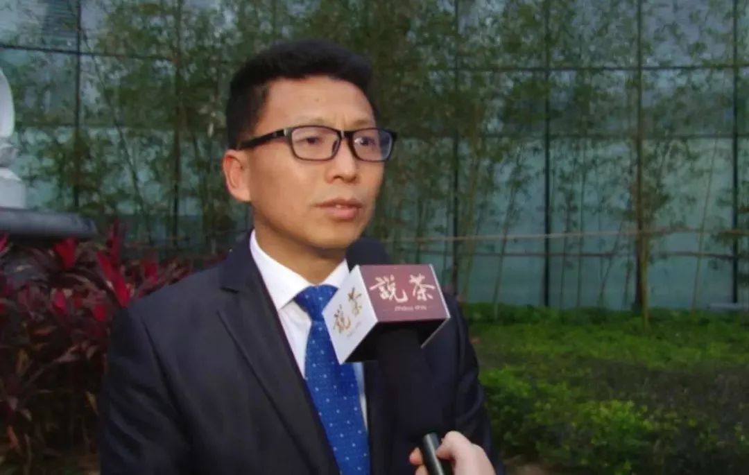 政和白茶最好的时代政府赋能成就品牌