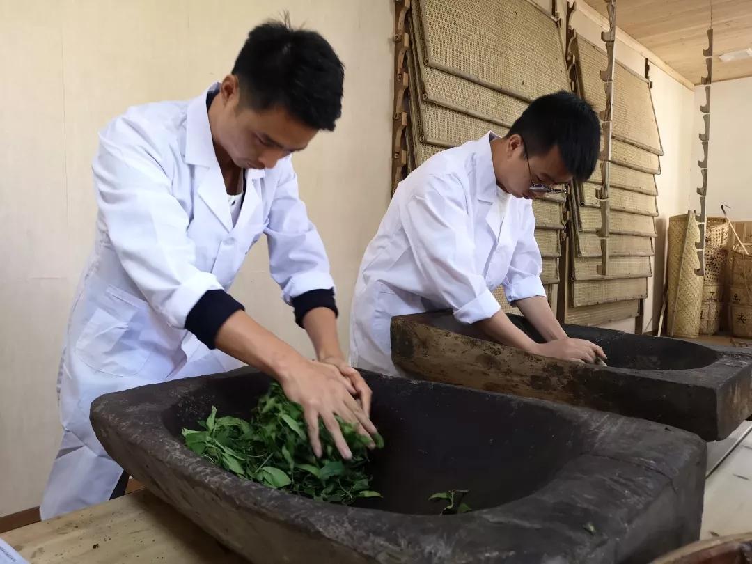 茶葉香氣的秘密,藏在烏龍茶製作的獨特技藝裡.