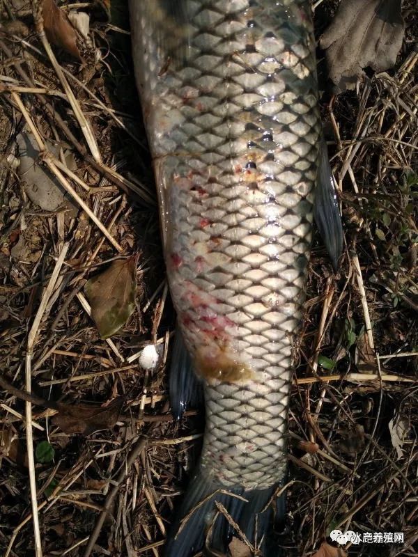 可能为气泡病后的患病草鱼(2)温度适宜,水霉数量足够多水霉广泛存在于