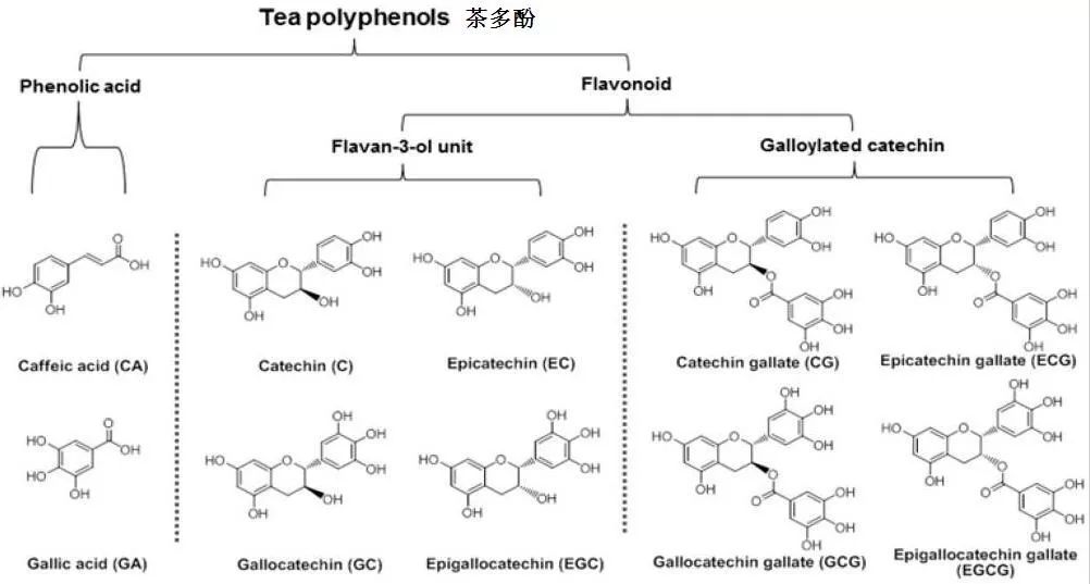 纠结了一整年:白茶到底伤不伤胃?_咖啡碱