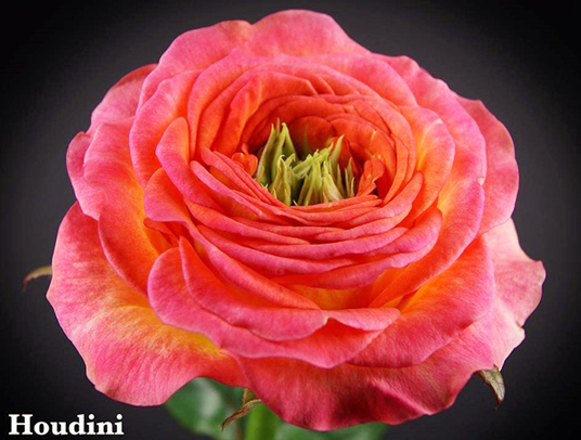 喜欢菊花,不如养盆"月季珍品"快乐钢琴,深鲑鱼粉,色调美观