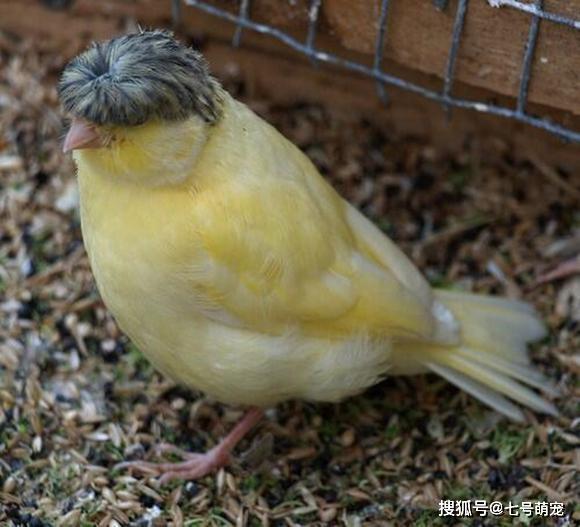 原创网友养的鸟很怪异顶着一头假发随后才知道这蘑菇头不简单