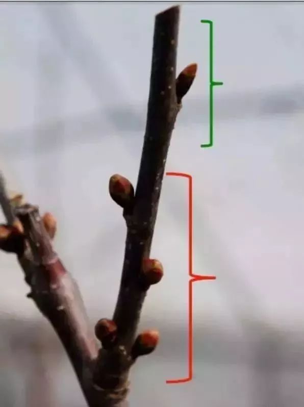 整形修剪甜樱桃超级纺锤形的整形修剪技术