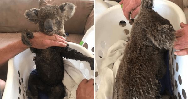 心碎!昆州考拉被大量蜱虫叮咬惨死,澳女心疼落泪