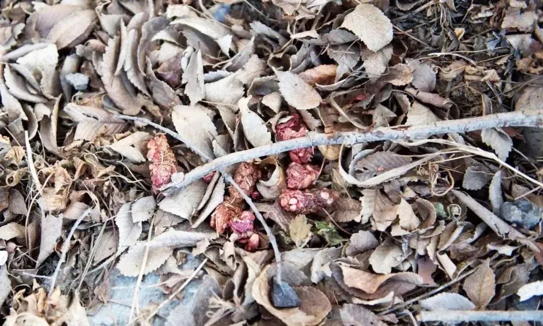 野猪,鹿类,松鼠,鸟类,豹猫……它们是哪些动物留下的?