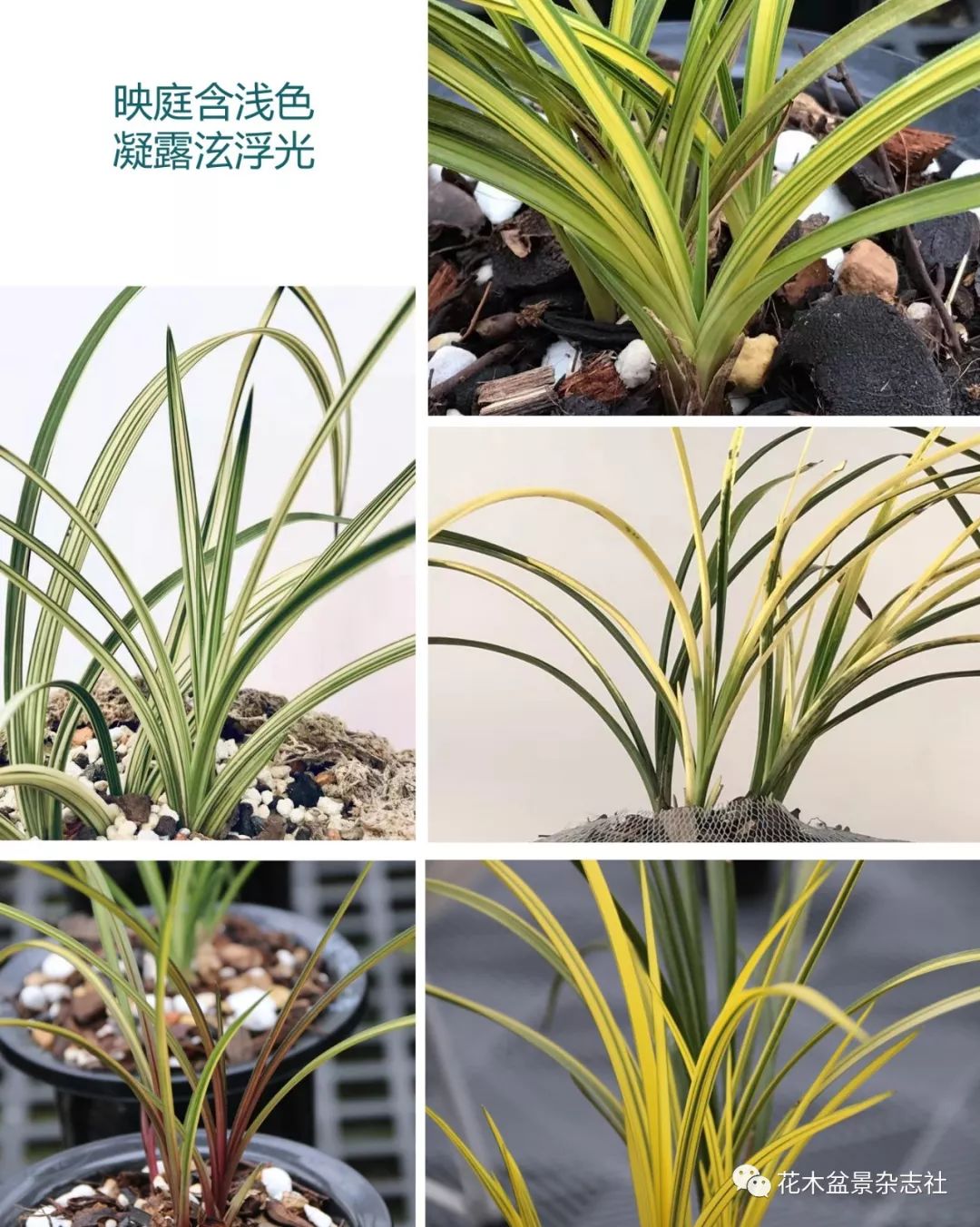 蕙风和畅契合金兰蕙结金兰2019年联谊年会在随州成功举行