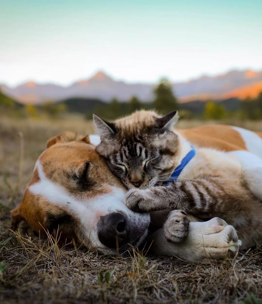 这一猫一狗的生活,让无数网友,原地酸成了柠檬树!