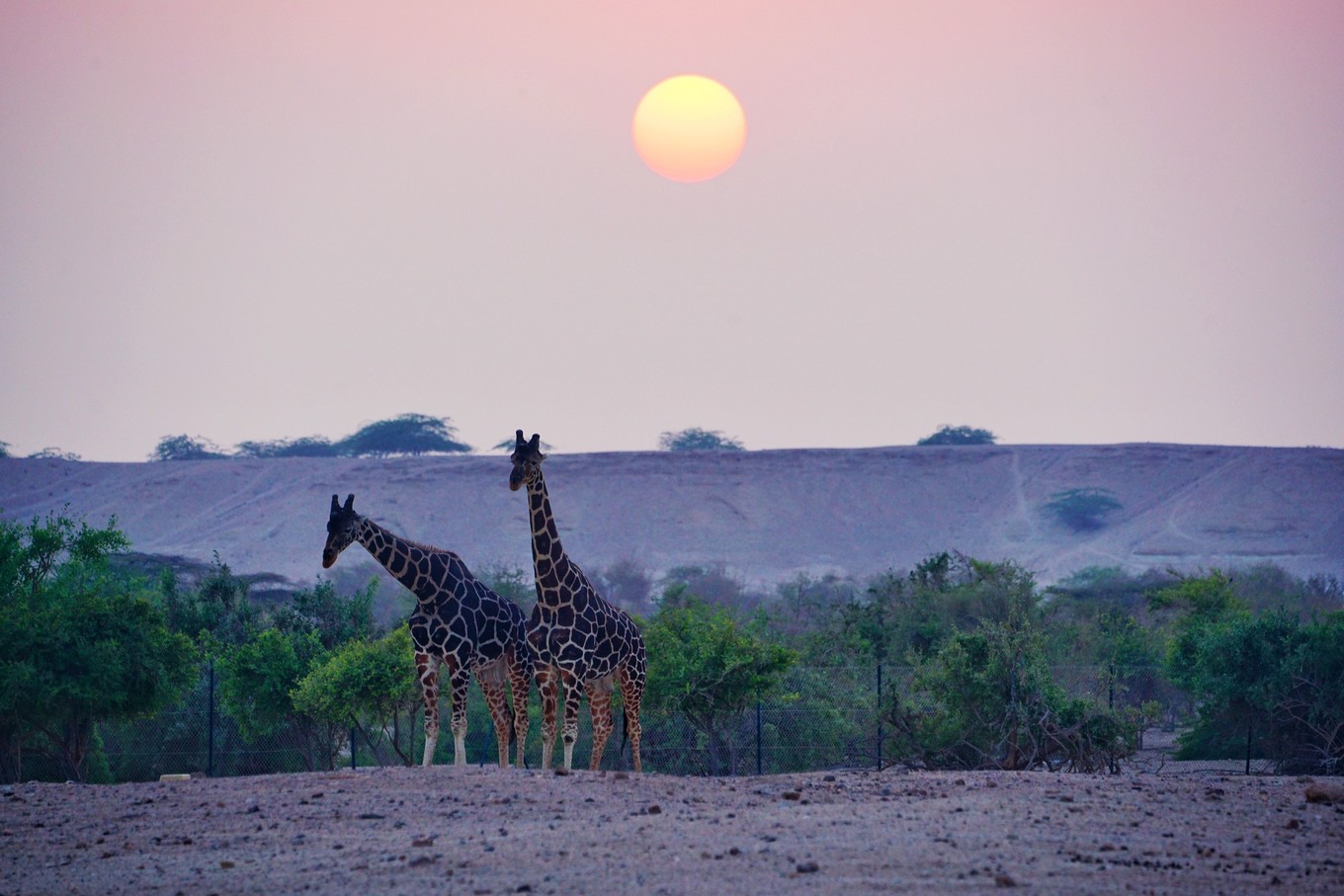 一轮红日和两只长颈鹿的剪影