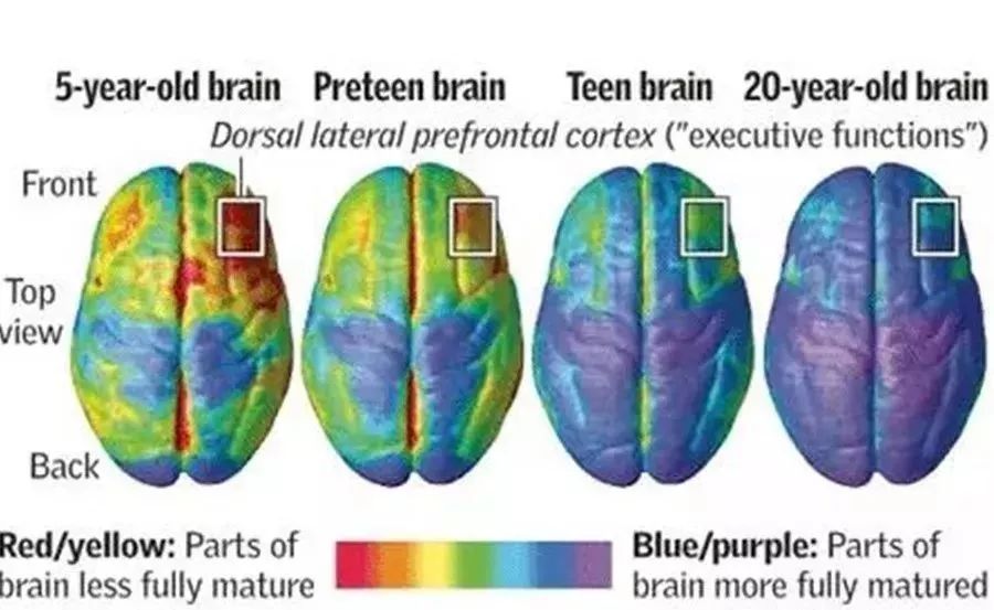 孩子为什么会叛逆？科学家扫描了他们的大脑，发现……