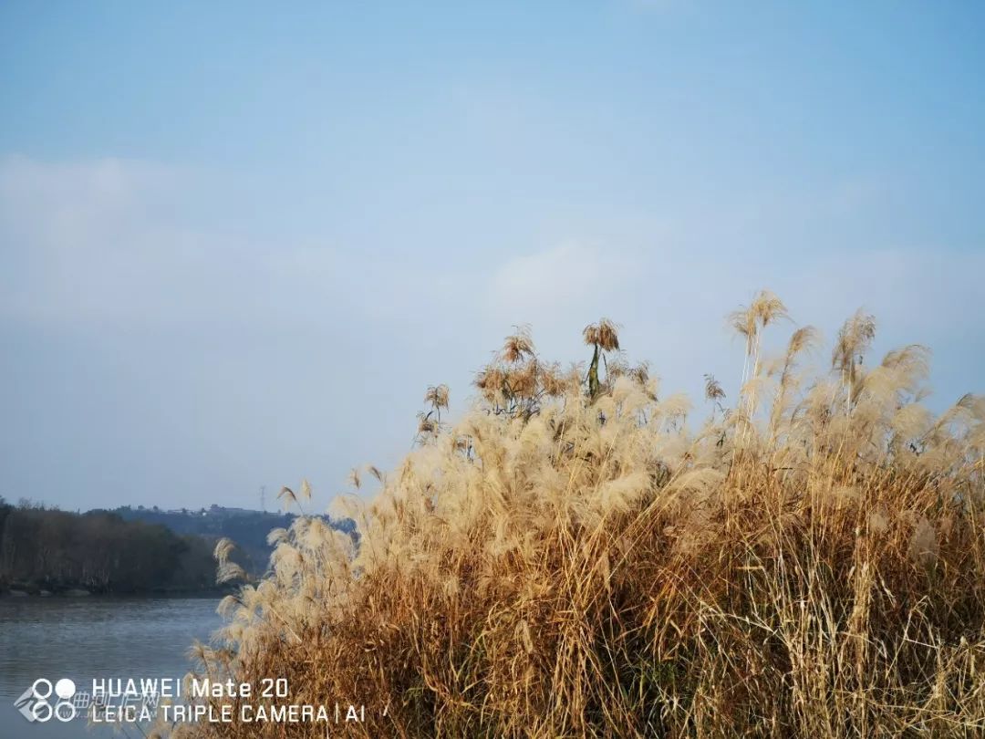 资阳沱江河边竟私藏了一片美丽的芦苇荡一起去打卡