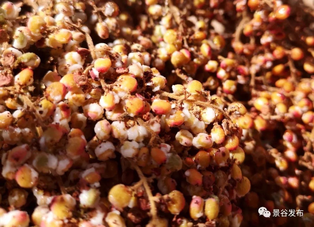 其中有一种野果,它的口感很特别,又酸又咸,果子外面裹着一层层"盐"