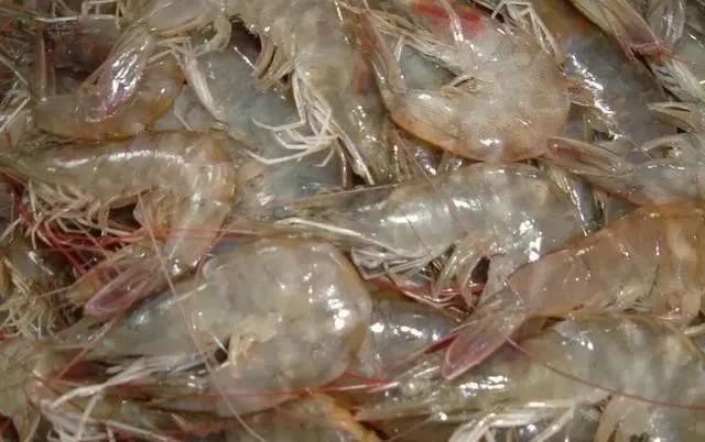 南美白对虾脱壳不遂大量死虾防控手册收藏一下